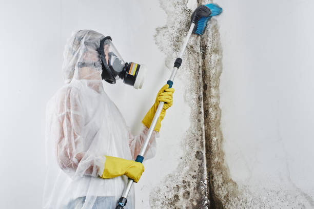 Best Residential Mold Remediation in St Joseph, IL