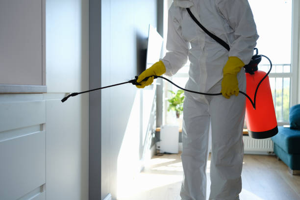 Best Post-Flood Mold Remediation in St Joseph, IL