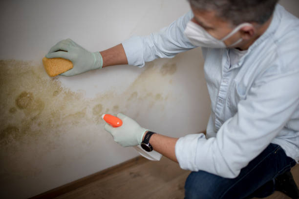 Best Mold Remediation for Specific Building Types in St Joseph, IL