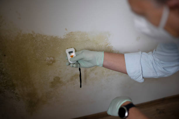 Best White Mold Remediation in St Joseph, IL