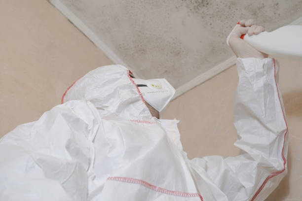 Best White Mold Remediation in St Joseph, IL