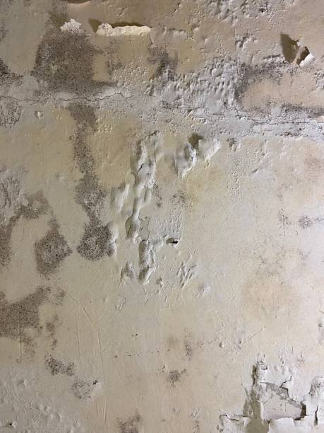 Best Mold Remediation for Schools in St Joseph, IL