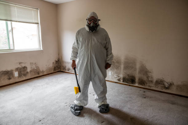 Best Basement Mold Remediation in St Joseph, IL