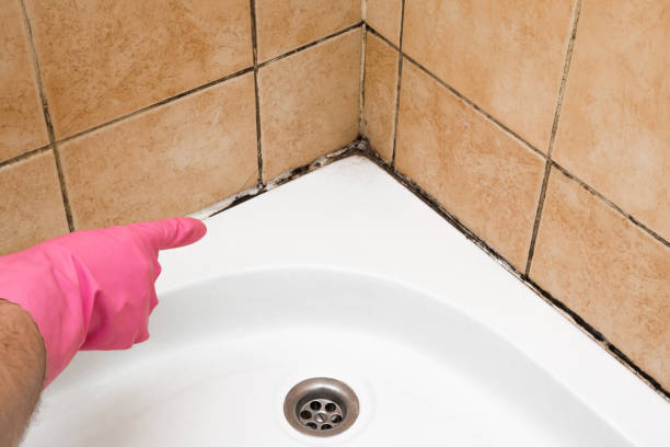 Best Bathroom Mold Remediation in St Joseph, IL
